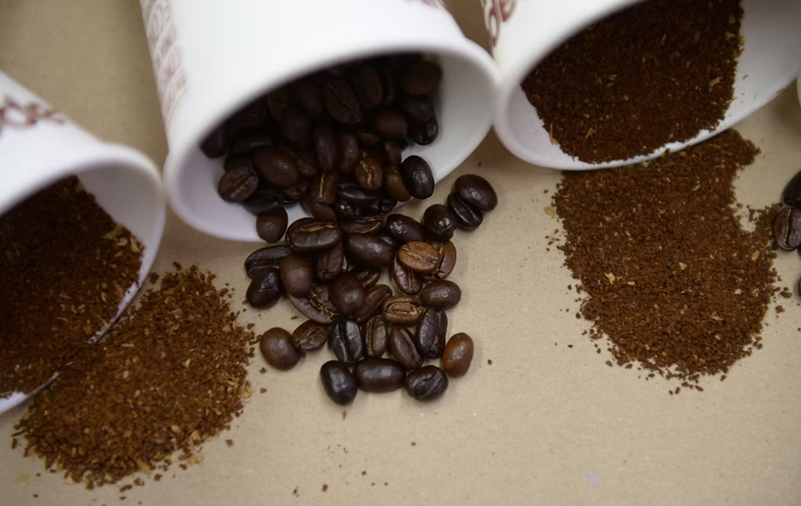 Capeltic coffee beans in cups.